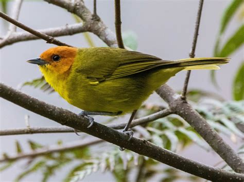 Rust-and-yellow Tanager - eBird