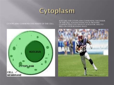 PPT - Cell Organelle: Analogy To A Football Team PowerPoint Presentation - ID:2804649