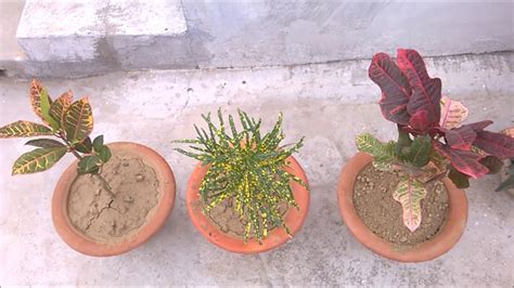 क्रोटन प्लांट से जुड़ी हुई कुछ जरूरी बाते/Croto Plant Care Tips: growing, planting, cutting ...