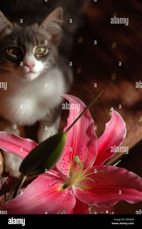 cat with flower Stock Photo - Alamy