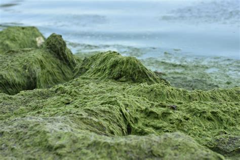 Types of Algae - Biology Wise