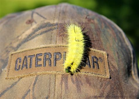 Shamik Photography ~ Devoted to the Natural Elements: American Dagger Moth Caterpillar