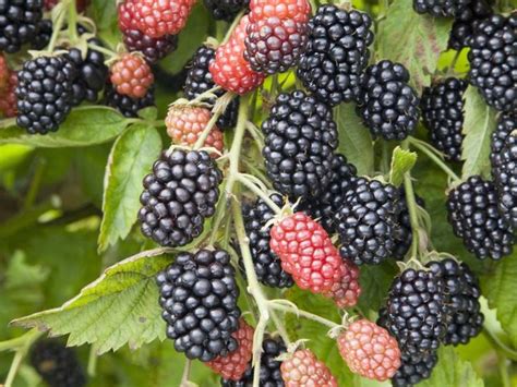 how to grow blackberries | Growing blackberries, Growing raspberries, Growing fruit