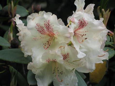 Beautiful Washington State: Rhododendron: The Official Flower of Washington State