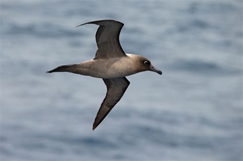 Antarctica, Falklands & South Georgia: A Birding Perspective