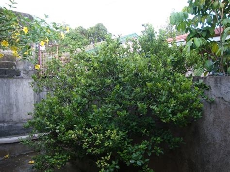 Calamansi plant/tree at our backyard | Garden yard ideas, Plants, Garden and yard