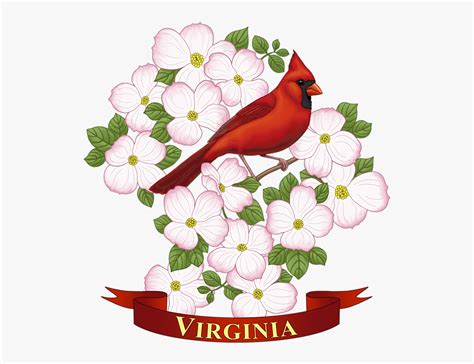Virginia State Bird Drawing , Free Transparent Clipart - ClipartKey