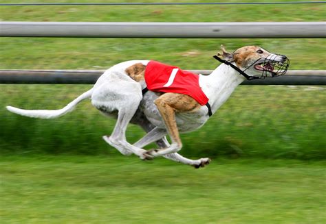 Bilder Windhund Greyhound Hunde Laufen Gras Tiere