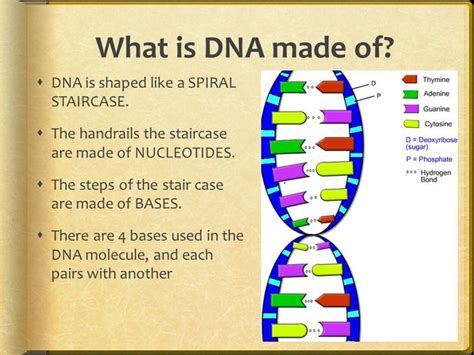 Pin on What are DNA and DNA replication