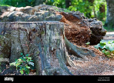 Cutted tree in the forest Stock Photo - Alamy