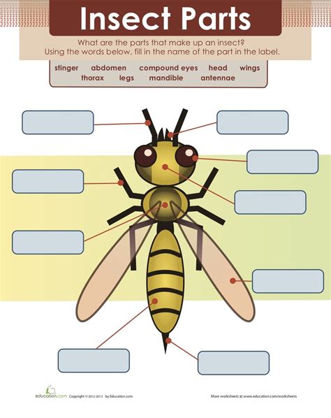 Insect Anatomy Diagram | Quizlet