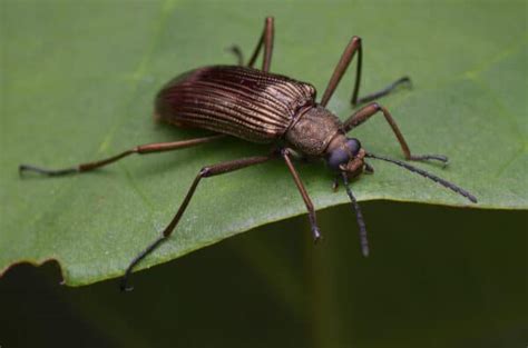 Ten Prominent Beetles Native to Arizona - A-Z Animals