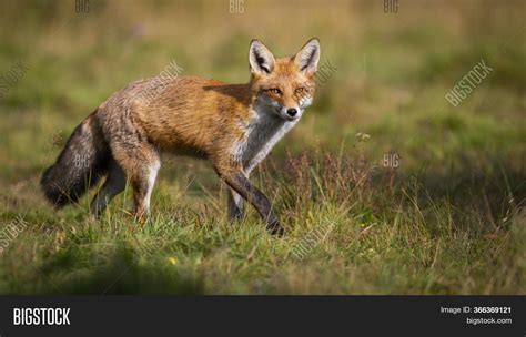 Active Red Fox Hunting Image & Photo (Free Trial) | Bigstock