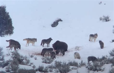 VIDEO: Eleven Yellowstone wolves defend their kill from Grizzly Bear