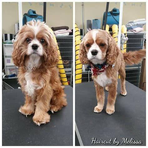 77 Cool Haircut For Cavalier King Charles Spaniel - Haircut Trends