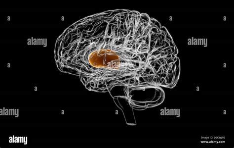 Brain putamen Anatomy For Medical Concept 3D Illustration Stock Photo ...