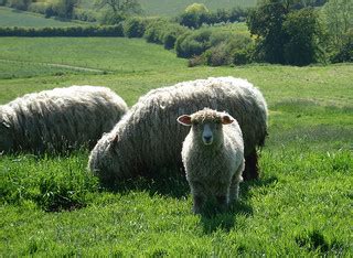 lincoln longwool sheep | The Fiber of My Being