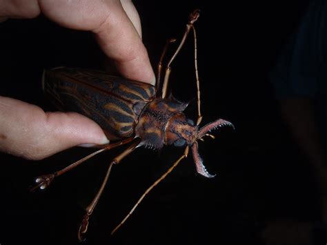 Experience Nature: Tropical Longhorn Beetles