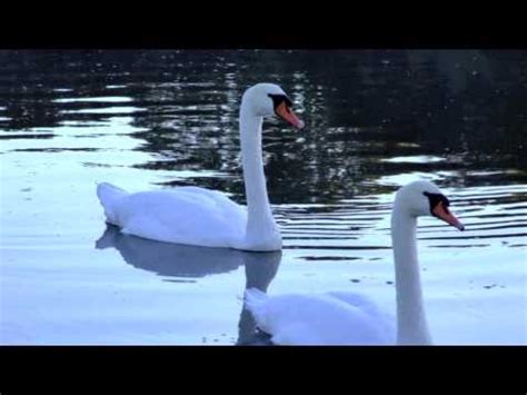 Wild Swans at Coole - YouTube