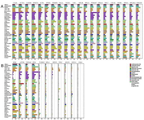 Expression of housekeeping genes across normal tissues. (A) Expression ...