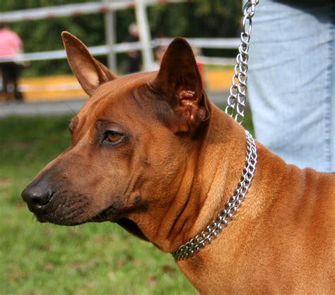 Thai Ridgeback Breeders in the USA with Puppies for Sale | PuppyHero