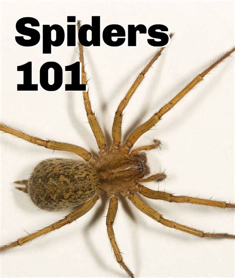 A guide to identifying common #spider species | Hobo spider, Spider bites, Spider identification