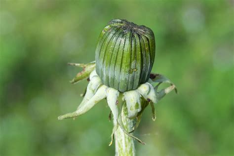 Maslačak (Taraxacum officinale) - Plantea