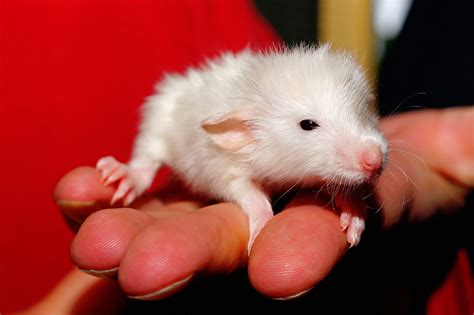 Free Images : white, sweet, mouse, cute, pet, fur, portrait, red ...