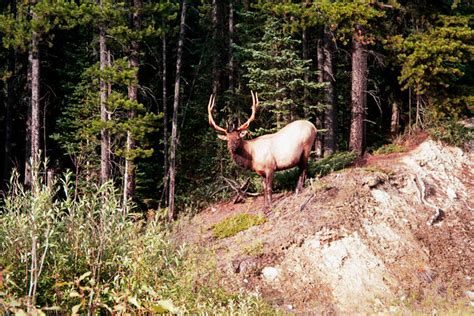 Elk in Banff National Park, British Columbia, Canada | Flickr