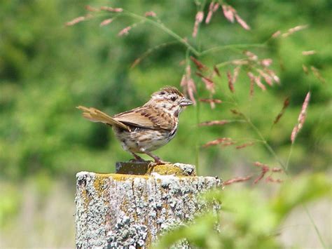 Blue Jay Barrens: Nesting Song Sparrows