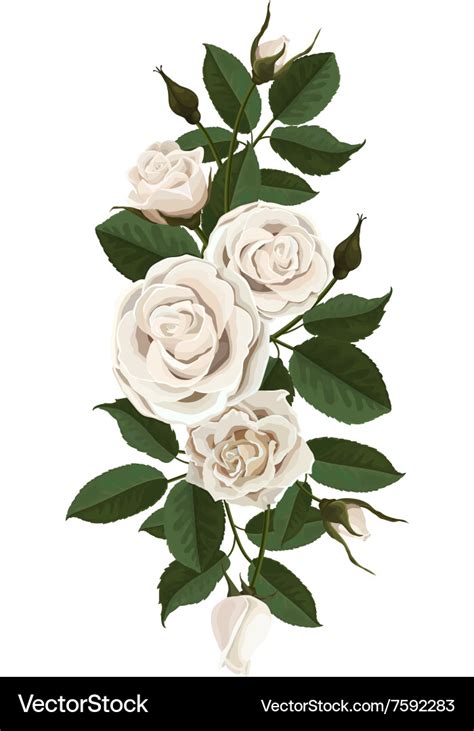 White roses flowers buds and leaves Royalty Free Vector