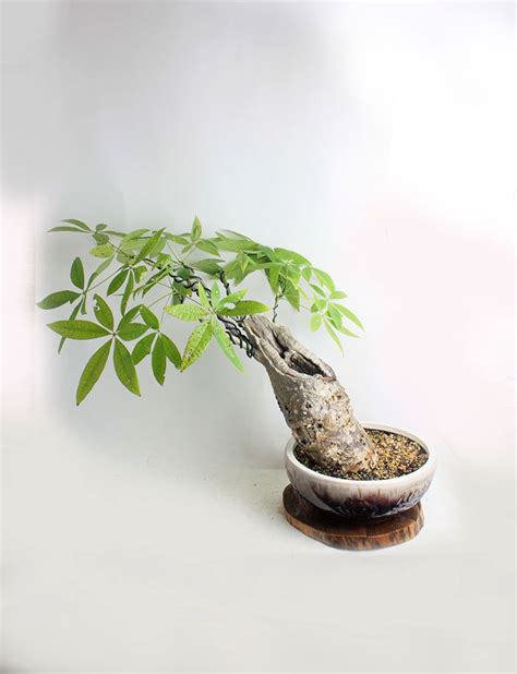 Pin on Bonsai1