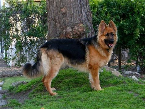 King Shepherd Info, Temperament, Puppies, Pictures