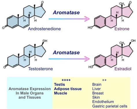 Estrogen function, pills, foods, estrogen blocker and estrogen side effects