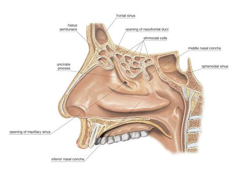 Paranasal Sinuses Photograph by Asklepios Medical Atlas - Pixels