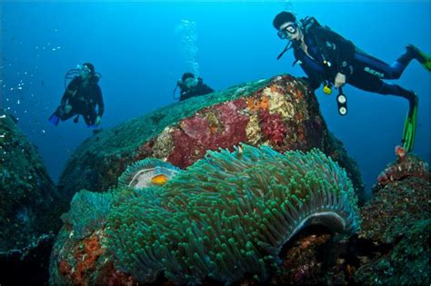 Diving Similan Islands from November to April - Easy Day Khao Lak Tours