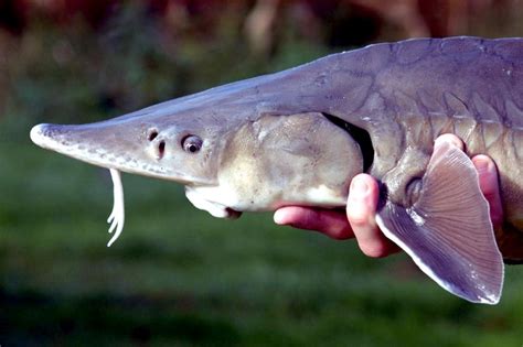 Beluga Sturgeon – "OCEAN TREASURES" Memorial Library