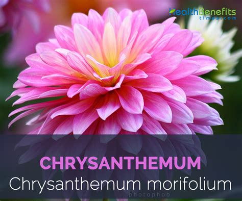 Chrysanthemum facts and health benefits