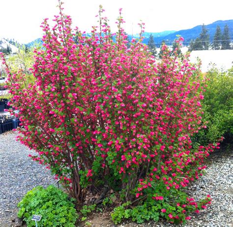 Red-flowering Currant – Derby Canyon Natives