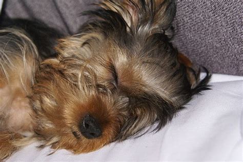 yorkie puppy in so deep sleep.jpg