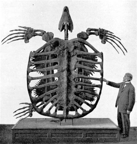 Archelon ischyros, giant sea turtle, 75-65 million years ago - Late Cretaceous, North Am ...