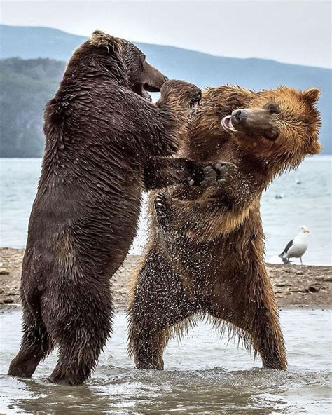 Photography by © (Giuseooe Damico). Two bears stand on their back legs as they fight tooth and ...