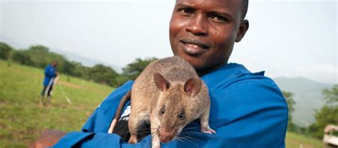 The Gambian Pouched Rat | Critter Science