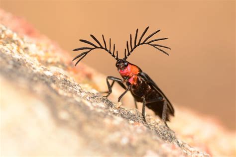 These amazing nature photos are by scientists in the field - Business Insider