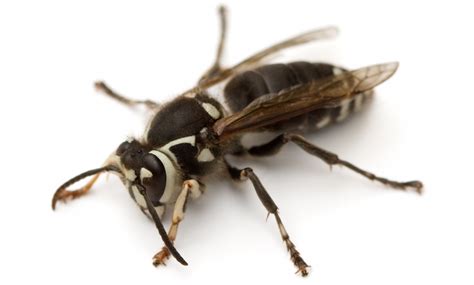 Baldfaced Hornets - Identification | Threats | Treatment