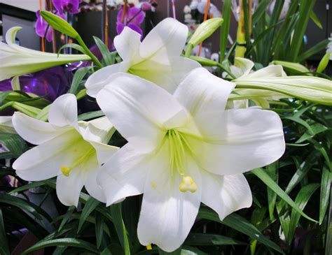 Easter lily care