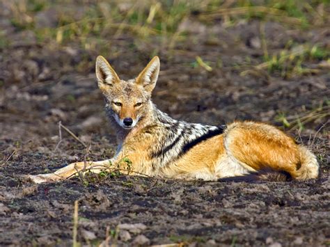 Jackal Animals | Amazing Facts & Latest Pictures | The Wildlife