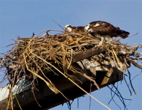 The Wayward Hawaiian: Osprey Nest