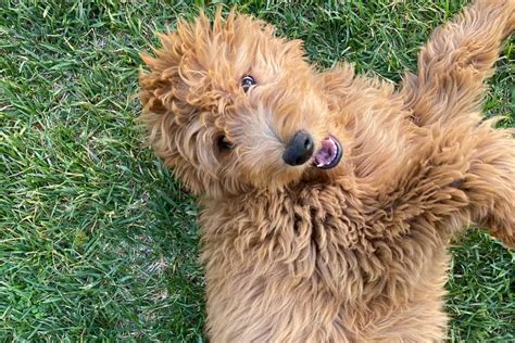 The F2B Goldendoodle: Getting To Know This Teddy Dog