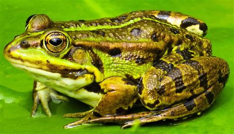 Animal Frog Water · Free photo on Pixabay